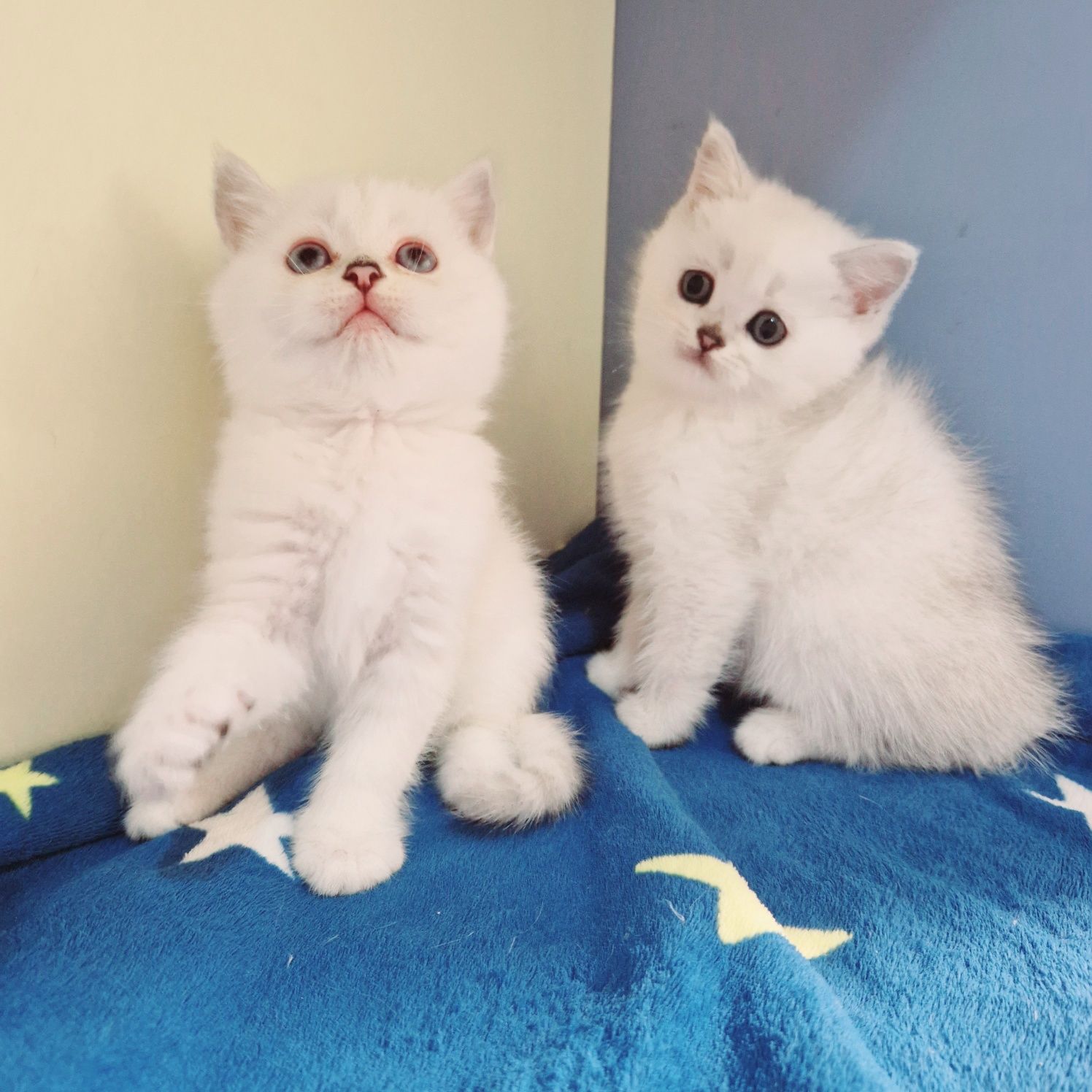 Родословни шотландски котенца