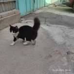 котенок, отдам кошечку в хорошие руки