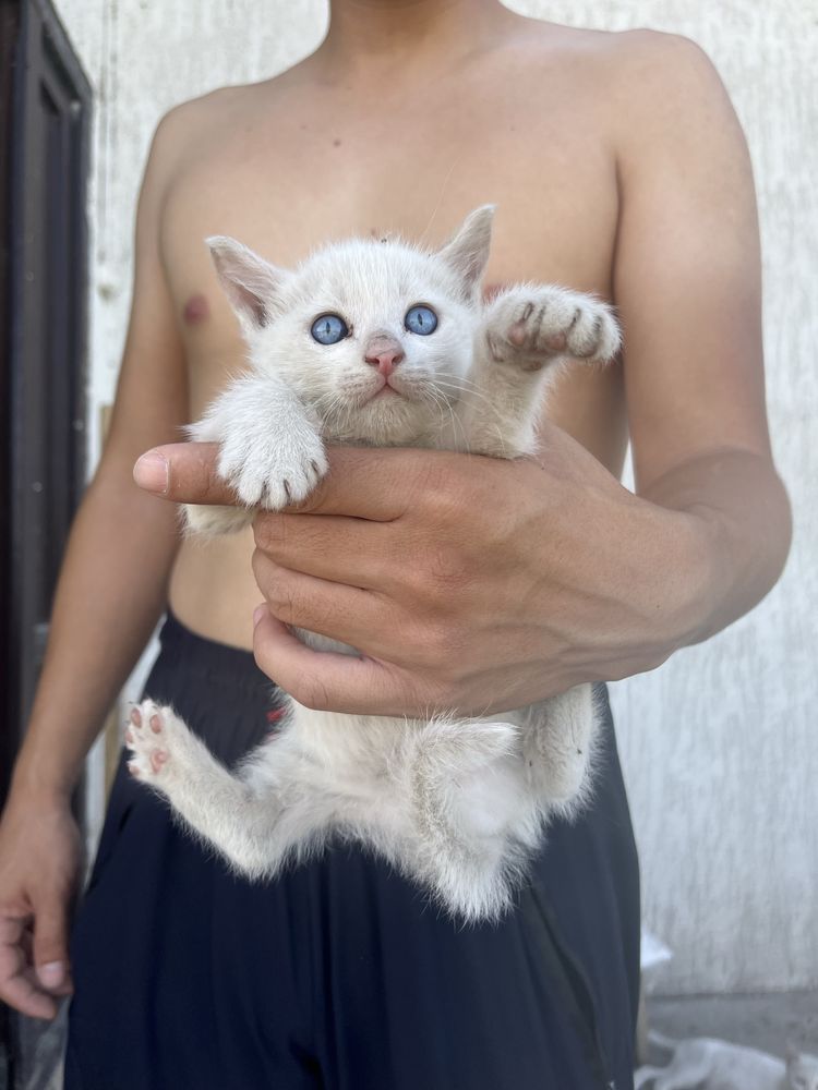 Отдам котят в добрые руки