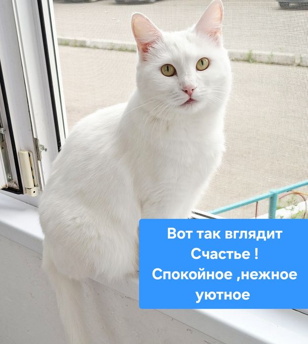 Белоснежная кошечка Беллочка. Стерелизована