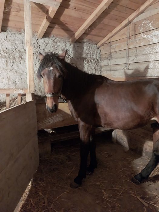 Vând noaten de 2 ani jumate!