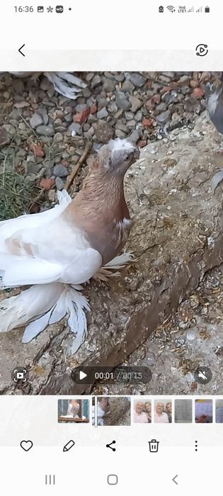 Голуби продам.  .