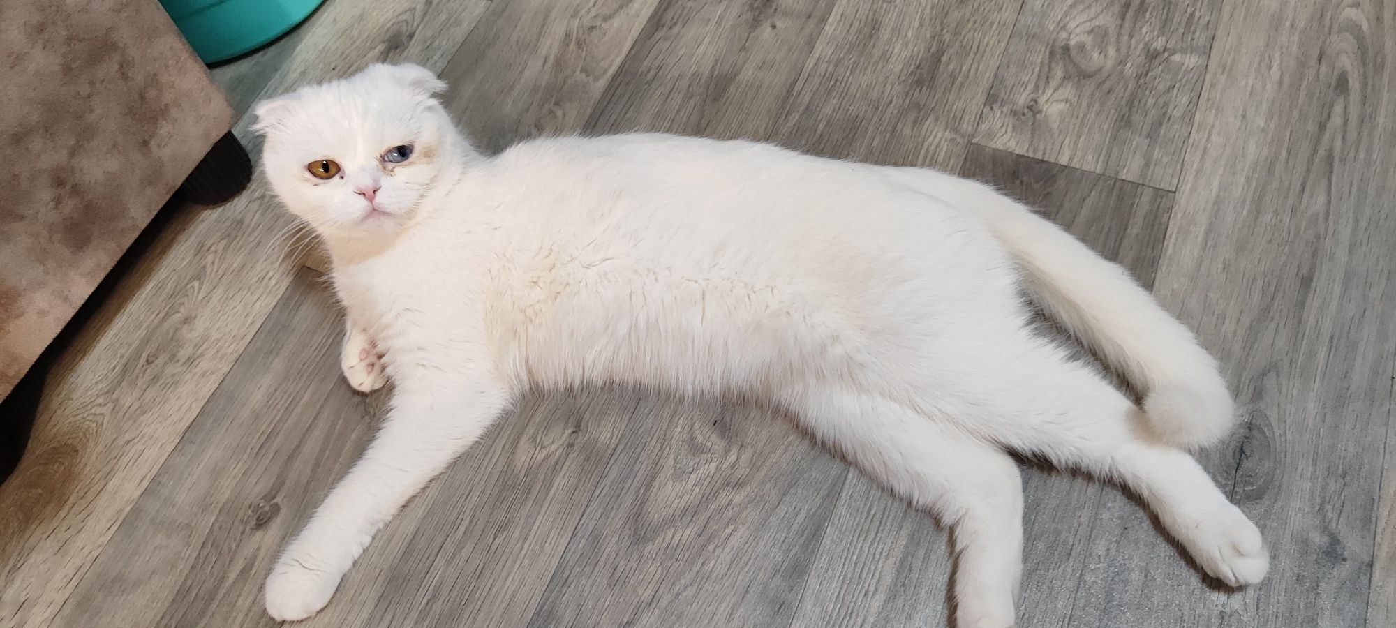 Скоттиш фолд девочка