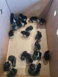 20 pui găină rasă Australorp la Vaslui