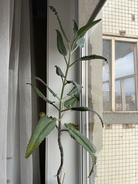 Отдам за шоколадку каланхоэ