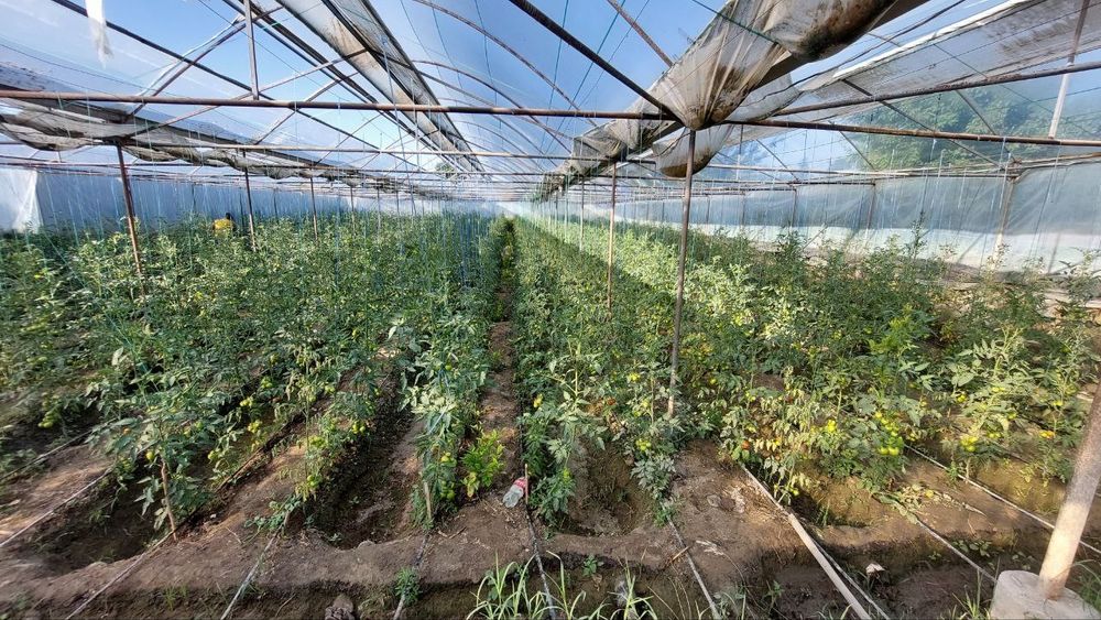 Иссиқхона 5,5 сотиқли arzonga tez sotiladi