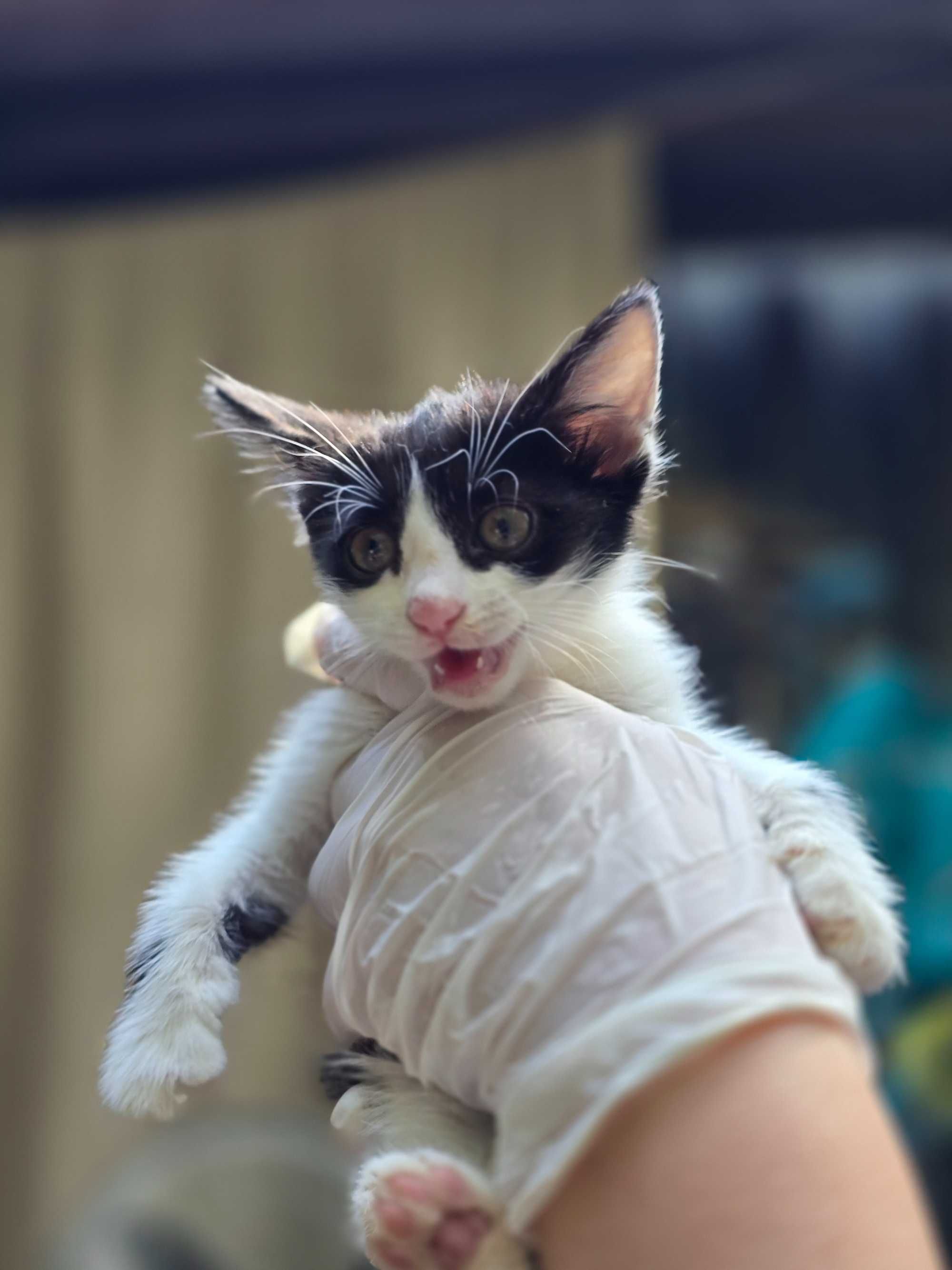 Чёрно-белые котята, 1-2 месяца