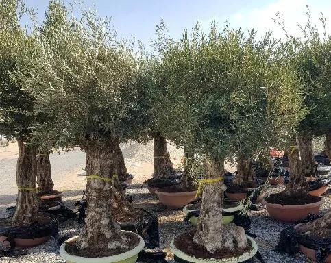 Maslin secular ( batran, gros ) Olea europaea,plante exotice, palmieri