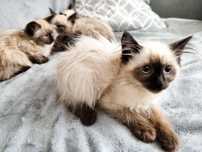 Котета Регдол / Ragdoll