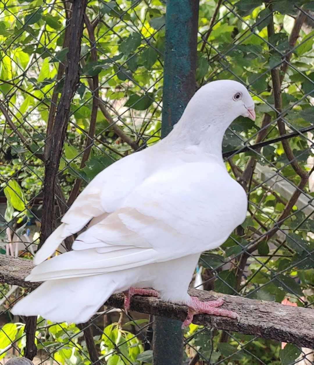 Porumbei standard și AGH