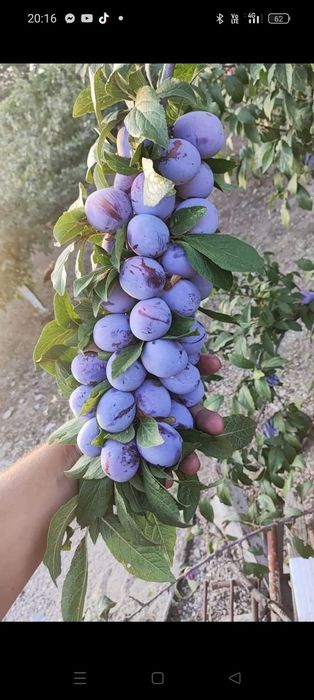 Pomi fructiferi columnari