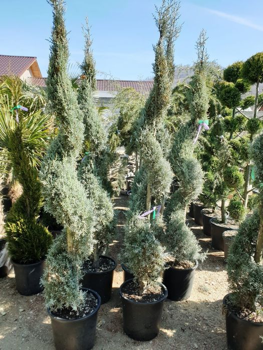 Vând spirala pon pon