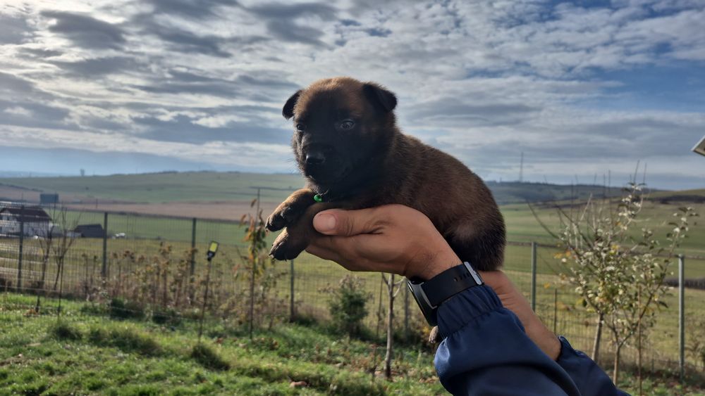 Mascul Ciobănesc Belgian Malinois  pedigree