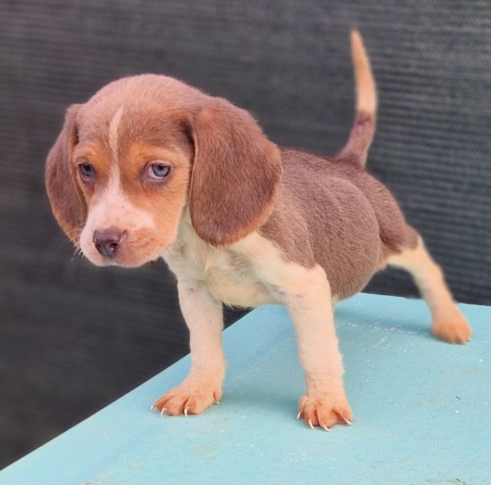 Beagle tricolor blue  baietel culoare deosebita