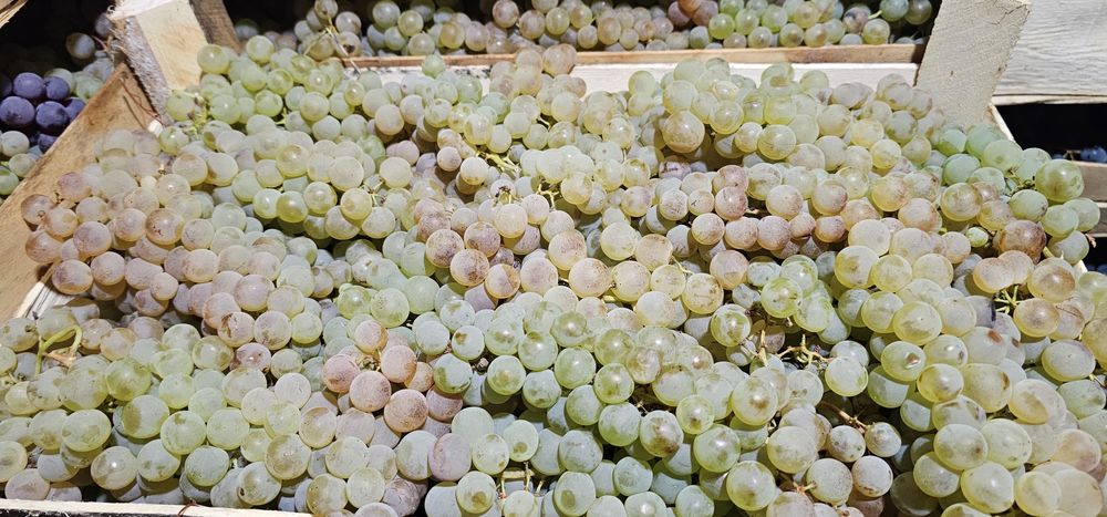 Struguri de Masa / Cheasla / Panciu / Depozit Frigorific