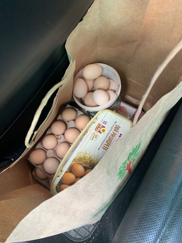pui  australorp . Si oua consum sau de incubat