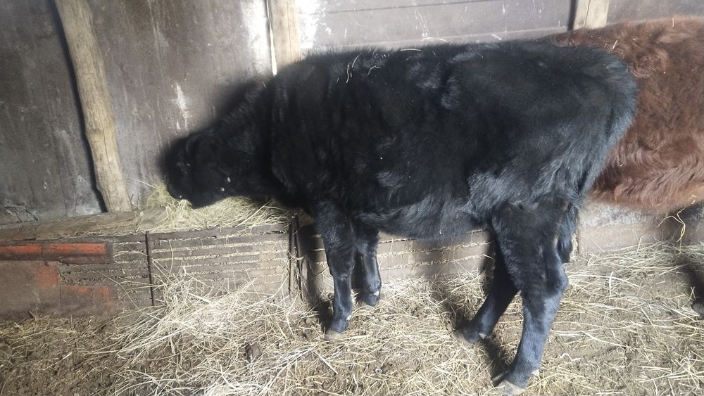 ангус бузау пацос