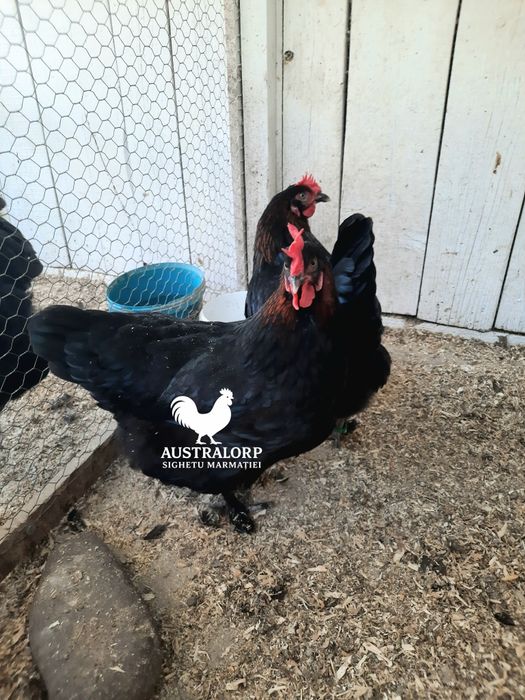 Ouă pt incubat Marans Negru Arămiu