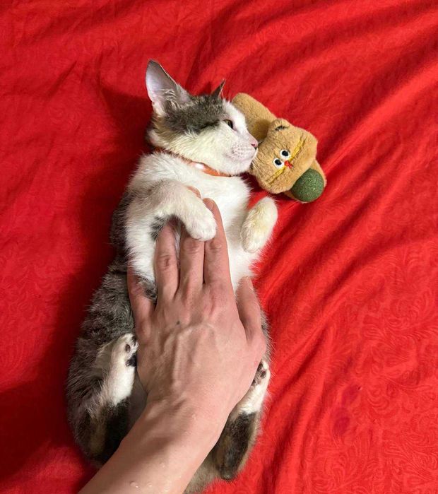 Не просто котёнок — маленькая подруга на всю жизнь