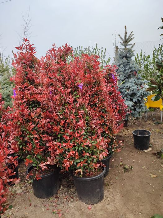Plante ornamentale calitate