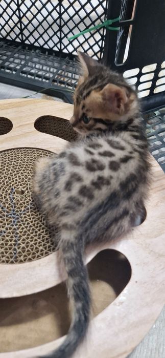 Котята Бенгалы принимаем заявки