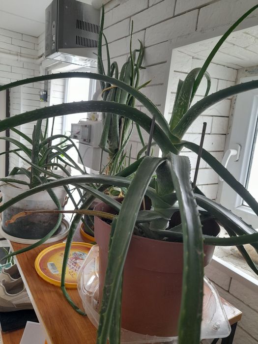 Алоэ комнатные растения