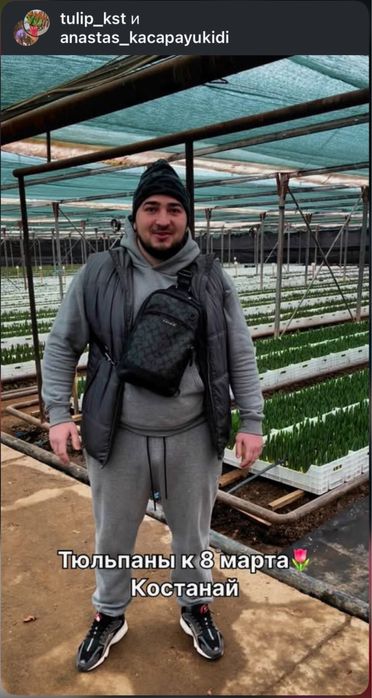 Тюльпаны тепличные большие оптом 55-60 см