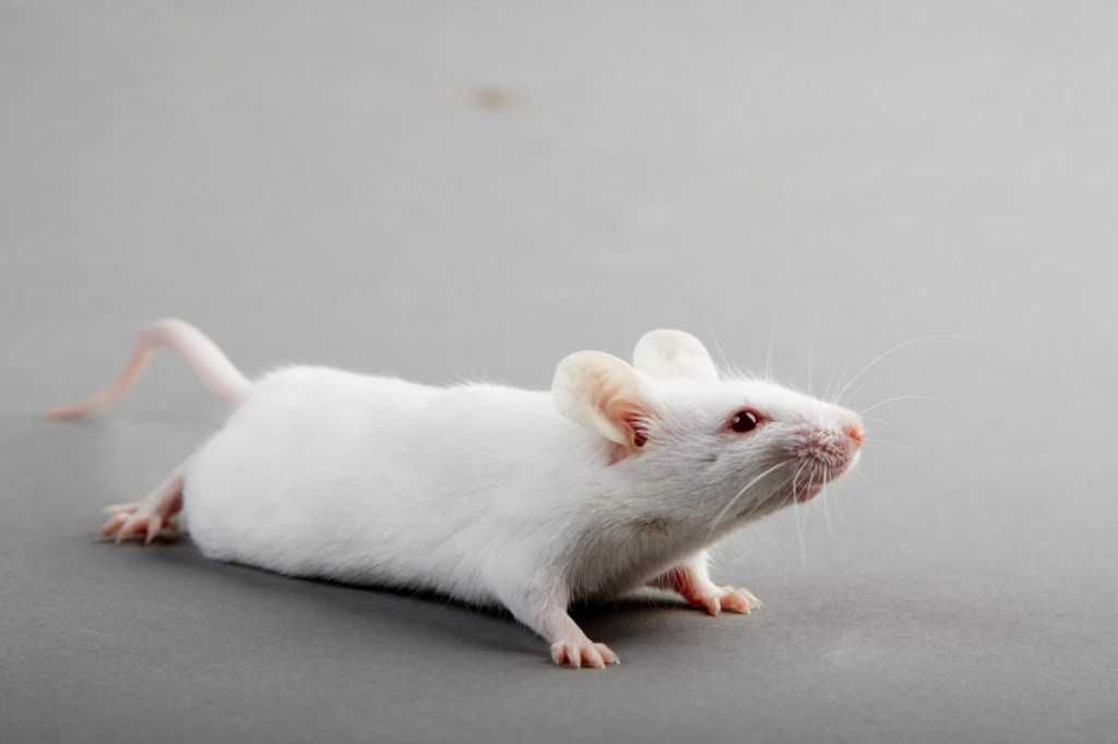 Кормовые мыши и крысы от 1000 тг. в "Живом Мире"