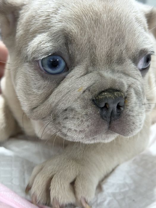 Mascul Bulldog Francez Isabella 2 luni / French Bulldog