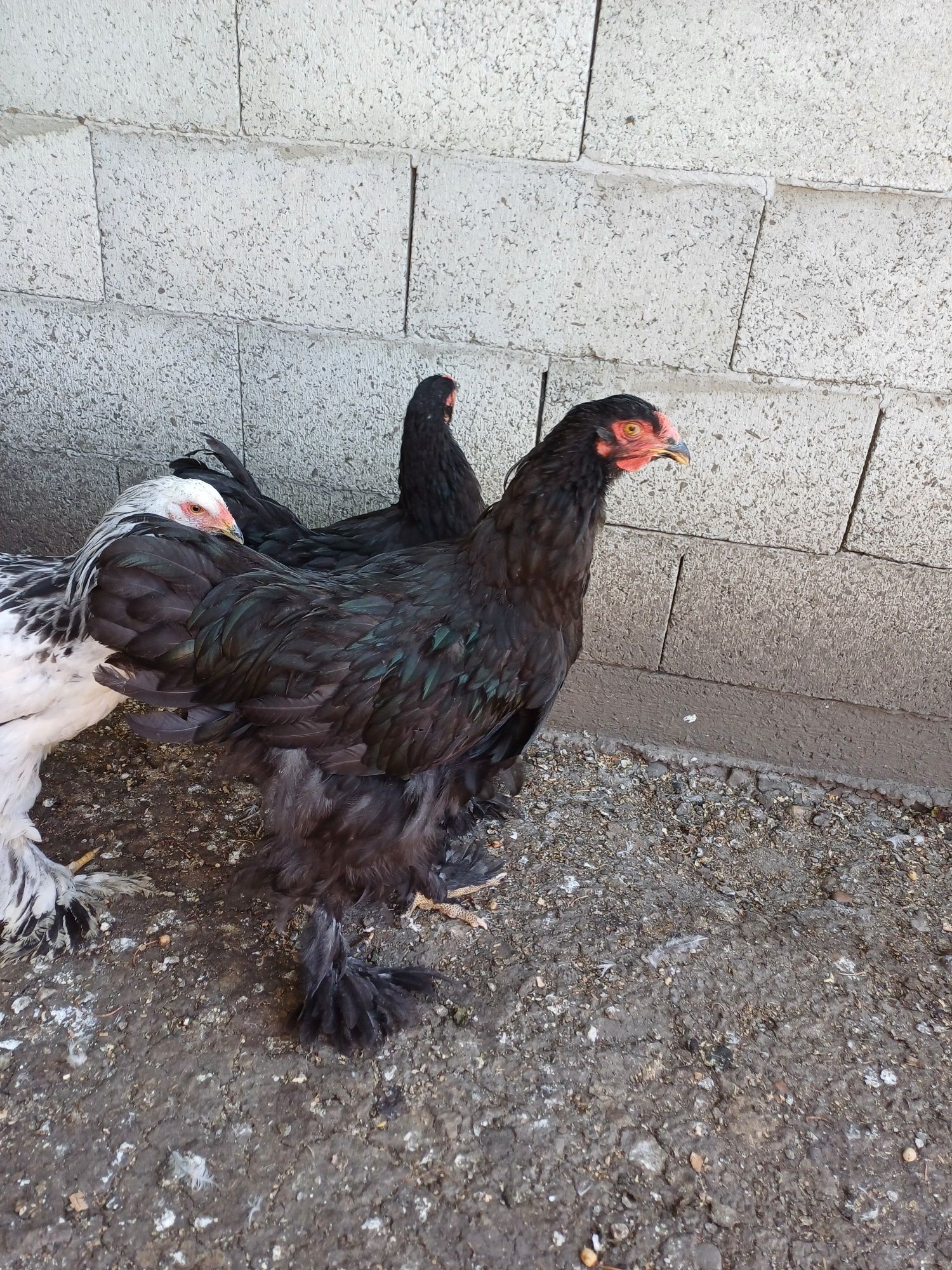 Vand cocos brahma