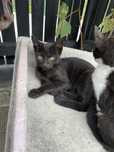 Pisicute spre adoptie
