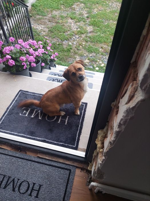 Donez cățeluș găsit  pe stradă