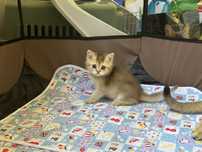 Котенок скотиш страйт, окраса золотой шиншиллы.