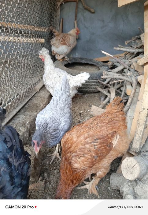 Товуклар сотилади 5 дона