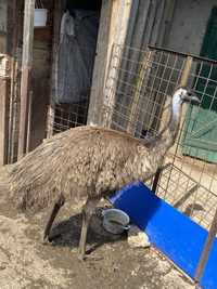 mascul strut emu
