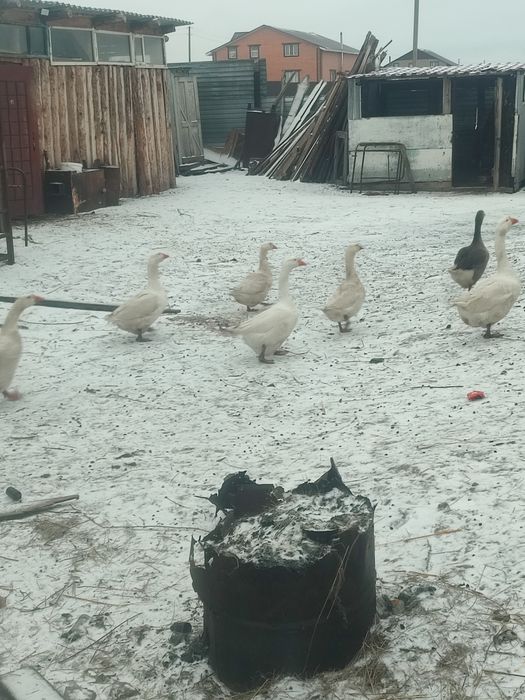 Срочно продам семью гусей