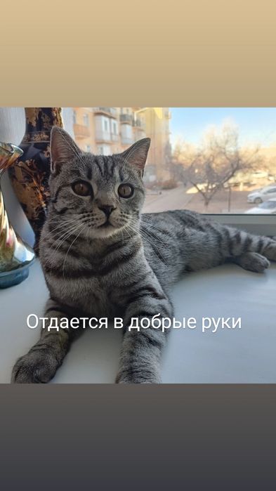 Отдается в добрые руки