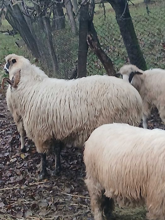 Berbec bucalau de vanzare