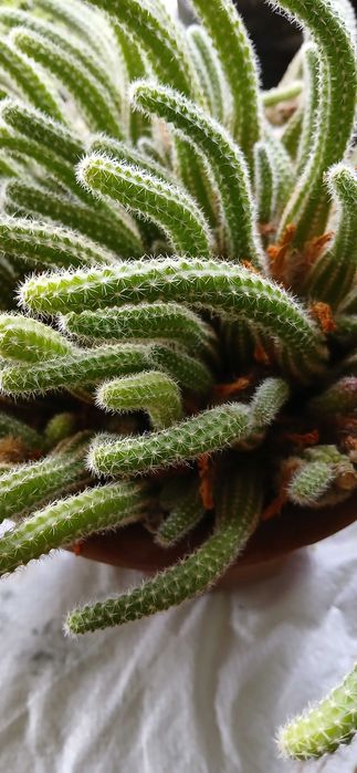 Храсти и лигуструм