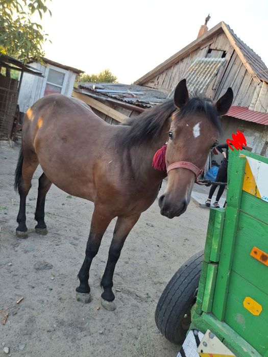 De vânzare mânza 1,5 de ani