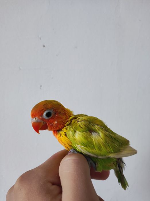 Ruchnoy popugay sotiladi nerazluchka nerazluchnik