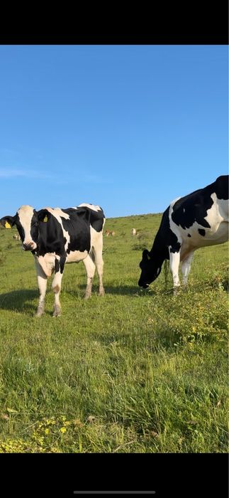 Ofer spre vanzare juninci holstein gestante!