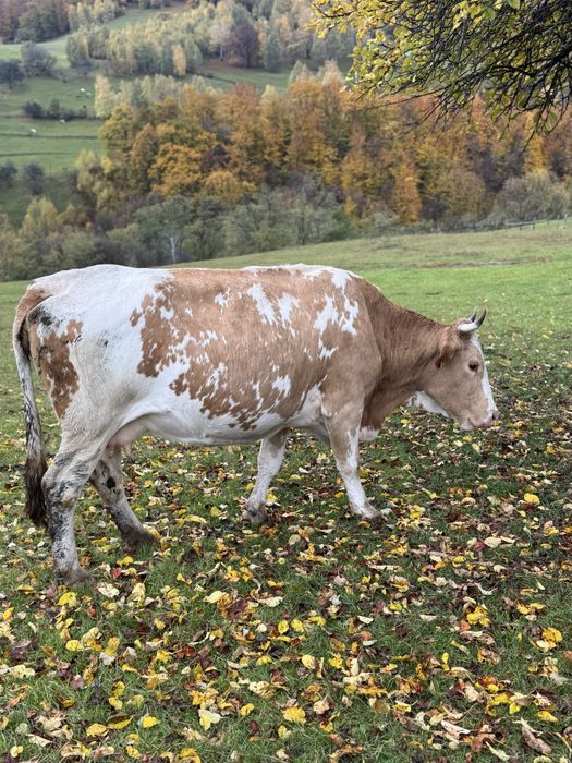 Vând vacă gestanta, Bălțată românească