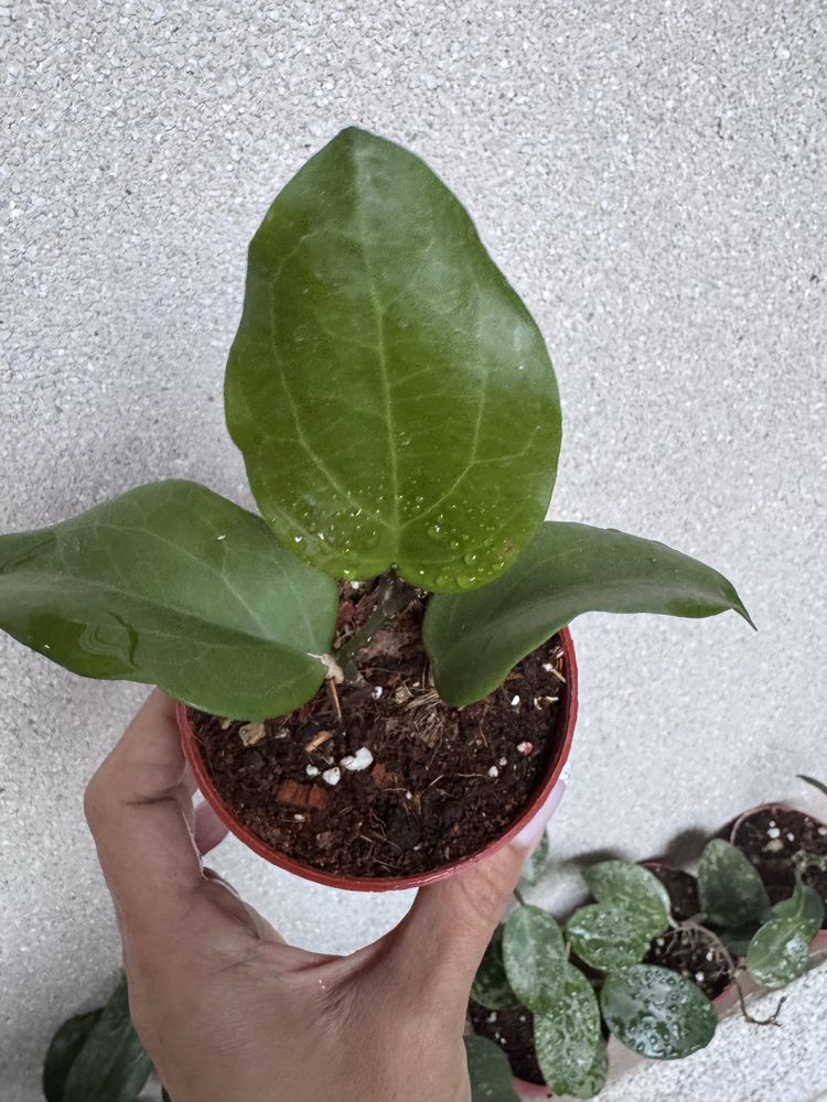 Hoya  surigaoensis - крупнолистная хойя,  доставка  (30000)