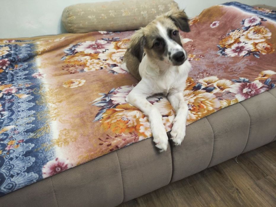 Отдадим собаку в добрые и хорошие руки.