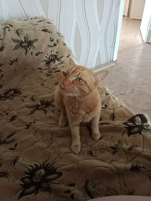 Отдам кошку в хорошие руки