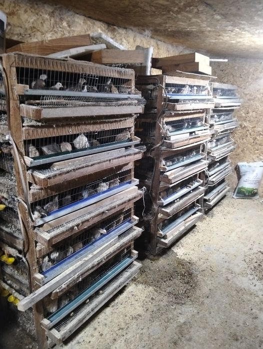 Продается готовый перепелиный бизнес