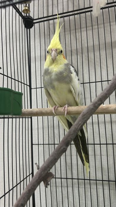 Попугай корелла вместе с клеткой