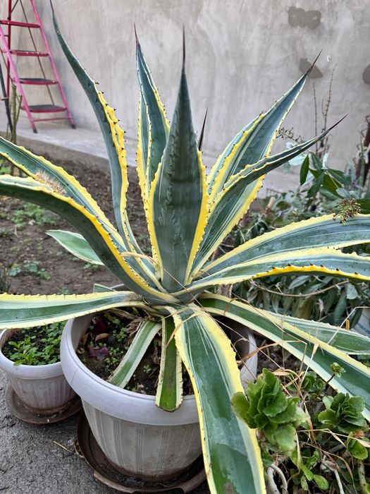 Агава американская