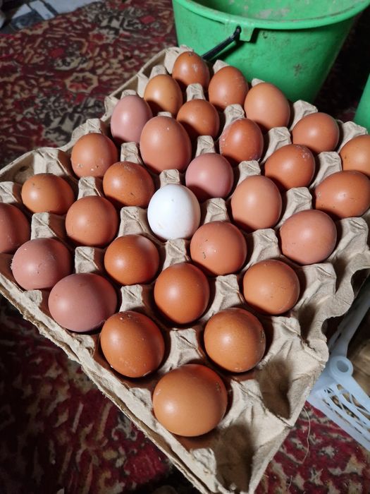 Жұмыртқа, яйцы домашний, үй жұмыртқасы, натуральный